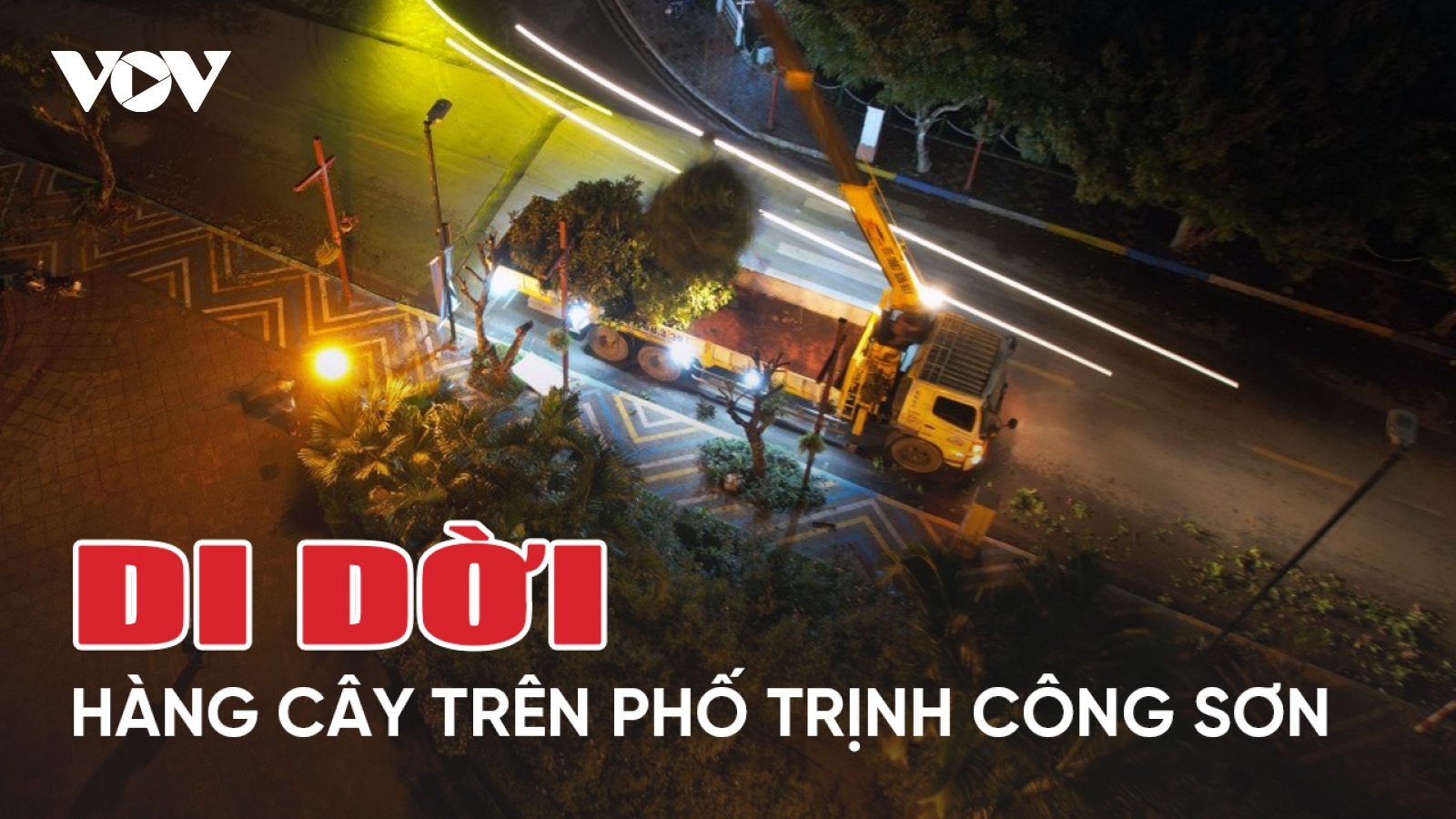 Di dời hàng cây nhãn trên phố đi bộ Trịnh Công Sơn